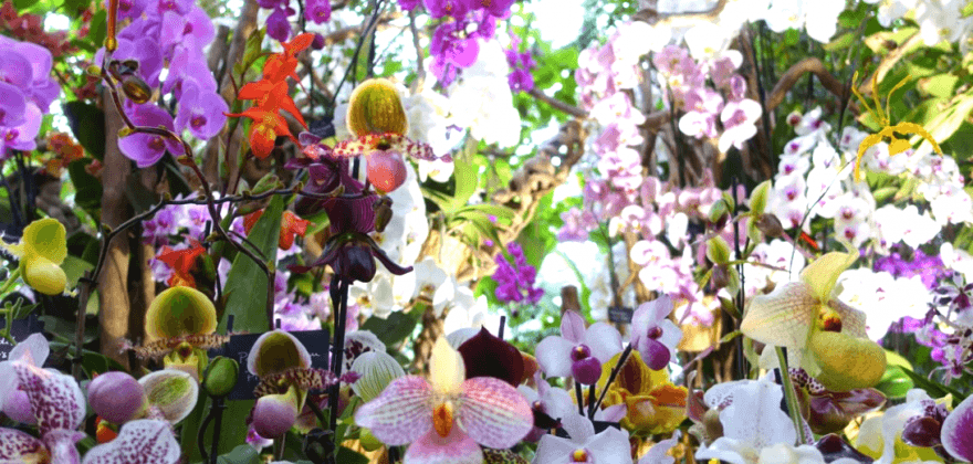Mille et une orchidées au jardin des plantes
