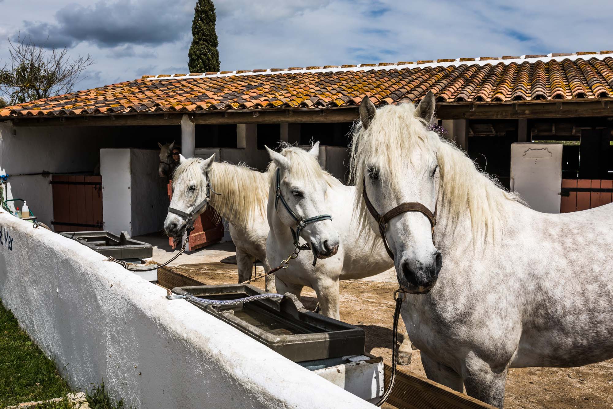 Séjour équitation en Camargue week-end cheval en Camargue hôtel avec écuries hôtel avec centre équestre balade à cheval aux Saintes Maries de la Mer