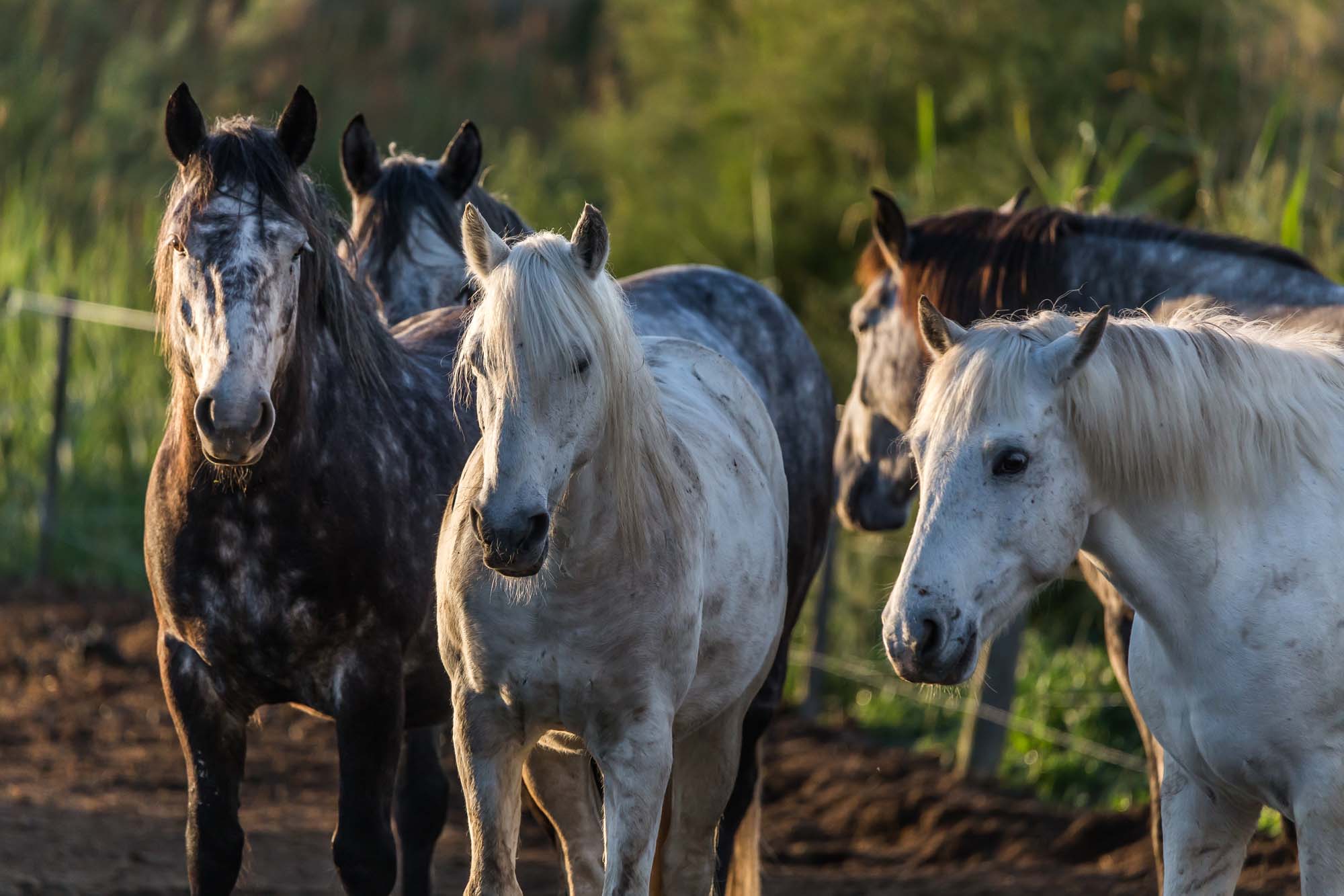 Partez à la découverte des chevaux de Camargue en liberté